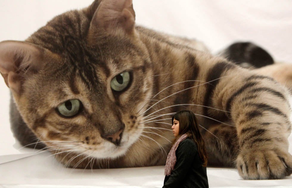 A girl walks past a poster featuring a cat during the Athens 21st International Cat Show in Athens, Greece. John Kolesidis is a photojournalist based in Athens, Greece, shooting for the likes of Reuters and Corbis. See more of his work <a href="http://www.americanphotomag.com/photo-gallery/2012/10/photojournalism-week-october-19-2012?page=3">here</a>.