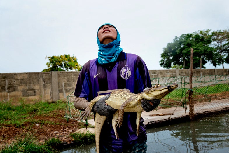 Colombia, two hours from Barranquilla on the coast, 30/04/2014. Within an intensive breeding for crocodiles.Here during the capture of a caiman intended along with hundreds of other specimens, to the Asian market. The capture is performed manually and is made possible and safe through the experience of a team specially prepared.The first intervention immediately after the catch is the application of an elastic rubber band on the mouth of the alligator to prevent the animal bite. Published in 2015: http://www.paolomarchetti.org/index.php?page=tearsheets&id=170