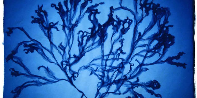 On the Wall: Nick Veasey’s “From Rocks and Reefs…” On the Wall: Nick Veasey’s “From Rocks and Reefs…”