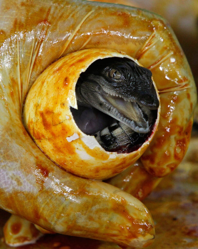 A worker shows a newly-hatched baby crocodile at a crocodile farm in Pasay city, Manila, Philippines. Romeo Ranoco is a Reuters staffer based in Manila, the Philippines. Check out more of his work on the <a href="http://blogs.reuters.com/romeo-ranoco">Reuters blog</a>.