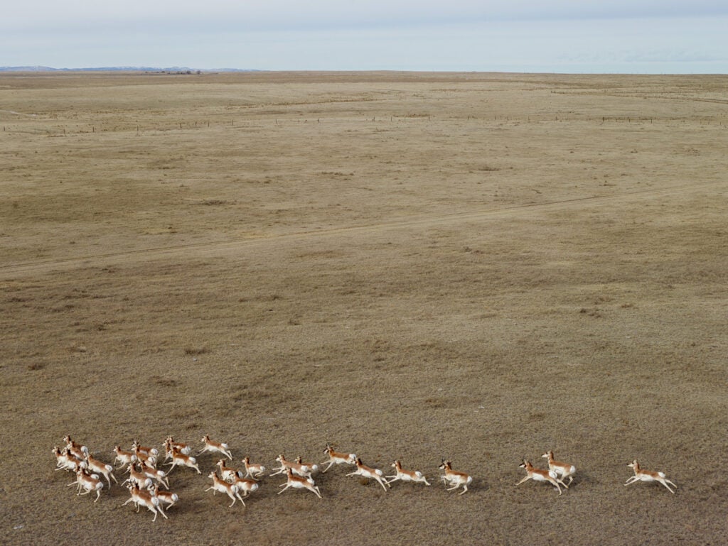 A herd of wild antelope, which in wintertime can number into the hundreds, roams the high plains that stretch towards the Big Horn Mountains in the background.  Early pioneer cattlemen noticed that the native grass animals roaming this area tasted particularly good, and to this day Niobrara County grass has become famous among livestock buyers for the finish it gives cattle.