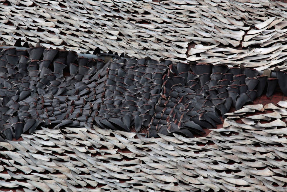 Over ten thousand pieces of shark fins are dried on the rooftop of a factory building in Hong Kong. Local sales of the luxurious gourmet food have fallen in recent years due to its controversial nature, but activists demand a total shark fin ban in the city. Bobby Yip is a Reuters staffer based in Hong Kong. See more of his work on the <a href="http://blogs.reuters.com/bobby-yip/">Reuters blog</a>.