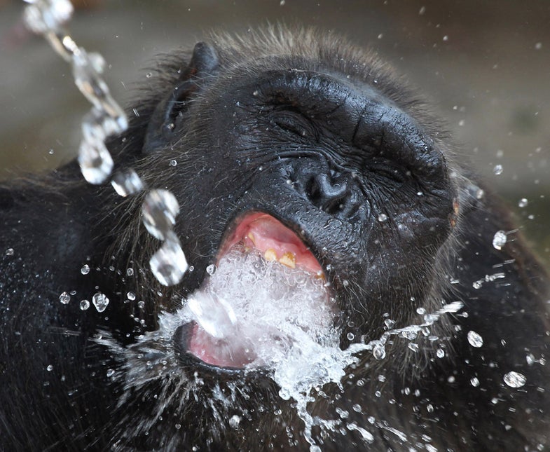 Tong, a seven-year-old chimpanzee, drinks water from a pipe that an official sprayed to cool him off as temperatures rose to nearly 40 degrees Celsius (104 F) at Dusit Zoo in Bangkok, Thailand Thursday, April 26, 2012. (AP Photo/Apichart Weerawong)