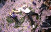 Baltimore Ravens tight end Billy Bajema (86) lies in the confetti on the field with his children as he celebrates his team defeating the San Francisco 49ers in the NFL Super Bowl XLVII. Sean Gardner is a freelance photographer based in New Orleans. See more of his work on his <a href="http://www.nolaimages.com/">site</a>.