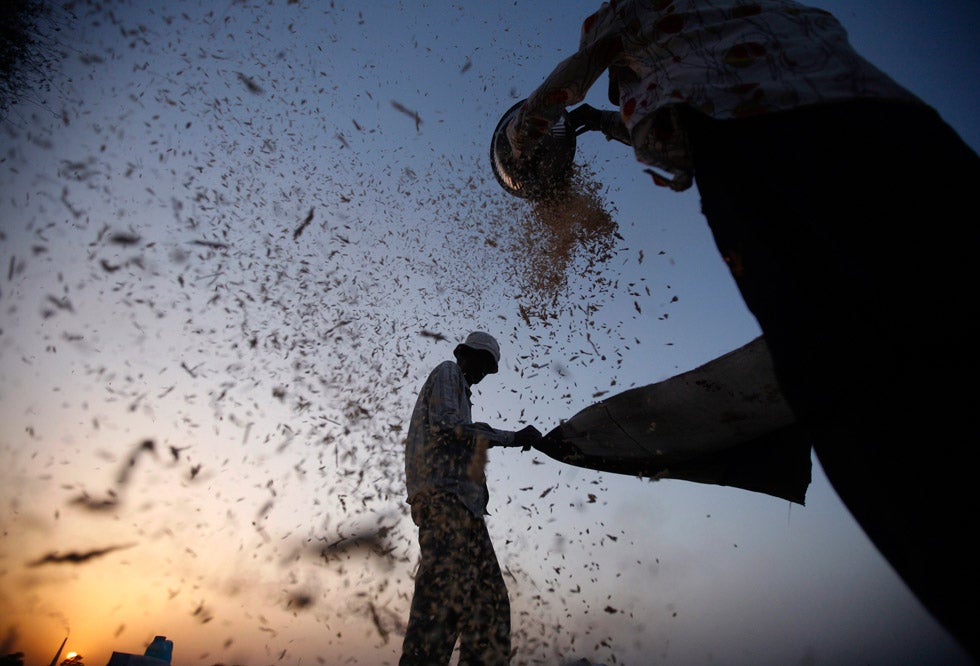 Labourers sift harvested wheat in a field on the outskirts of the western Indian city of Ahmedabad, India. Amit Dave is a Reuters photographer based in Western India. See more of his work in our past round-ups <a href="http://www.americanphotomag.com/photo-gallery/2012/09/photojournalism-week-september-14-2012?page=8">here</a> and <a href="http://www.americanphotomag.com/photo-gallery/2012/07/photojournalism-week-july-19-2012?page=9">here</a>.