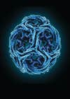 Clathrin Cage