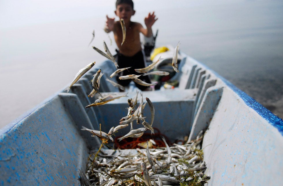 A boy sorts fish known as Pepesca or Ejote, at Lake Ilopango on the outskirts of San Salvador, EL Salvador. Ulises Rodriguez is a freelance photojournalist stringing for Reuters in El Salvador.