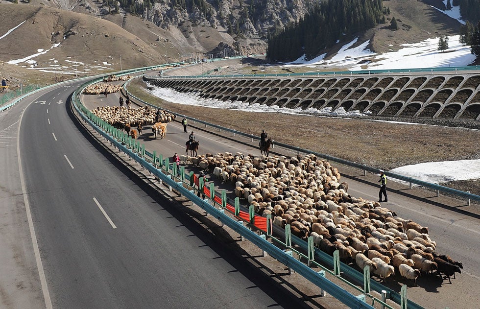 Shepherds lead their flocks of sheep along the Guozigou segment of the Lianyungang-Horgos expressway, in Northwestern China, as vehicles drive past the other side.