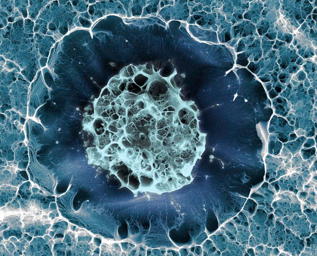 Human Stem Cell
