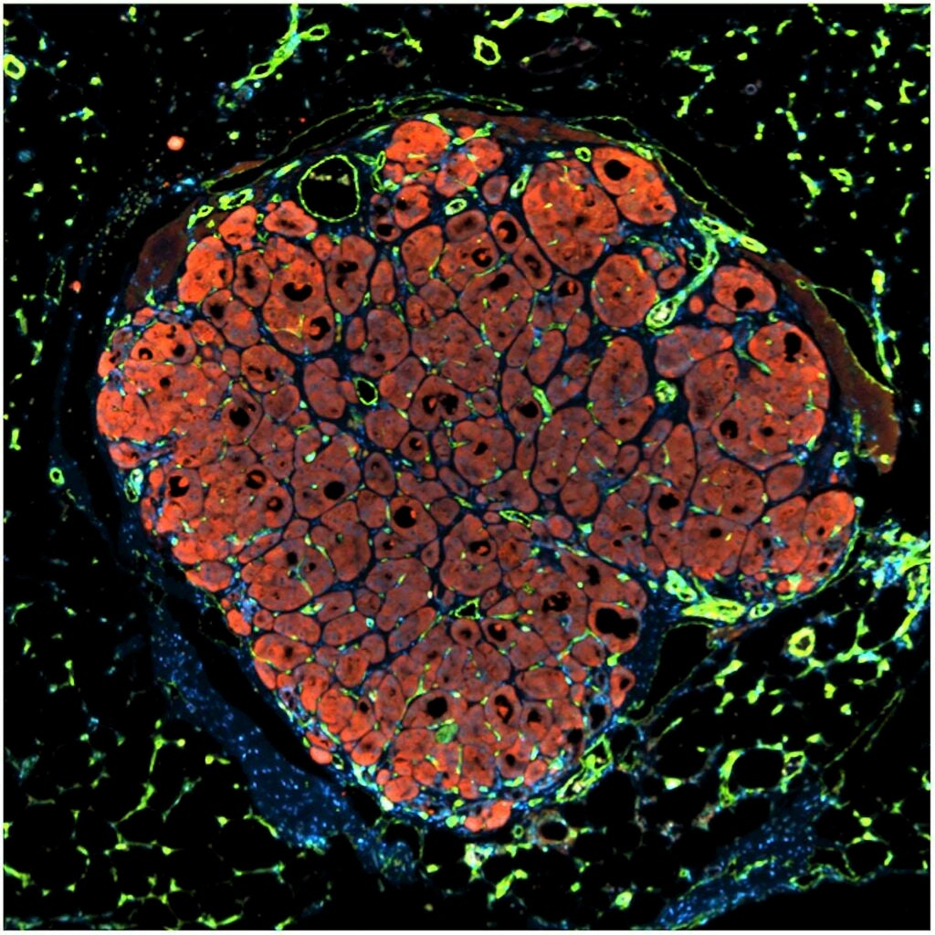 Engineering Human Liver Tissue