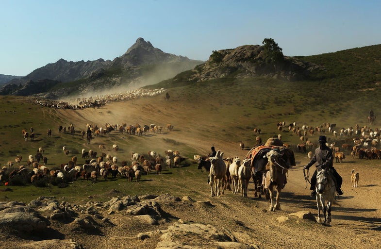 In this picture taken on June 2, 2012 shows Kazakh nomads herding their livestocks with their caravan across a plain in Altay, farwest China's Xinjiang region. The Altay or known in Chinese as the Aletai region is situated in the most northern part of Xinjiang, sharing a border on the east with Mongolia and on the west with Russia. CHINA OUT AFP PHOTO (Photo credit should read STR/AFP/GettyImages)