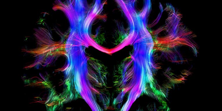 20 Mesmerizing Photos from the 2016 Wellcome Image Awards 20 Mesmerizing Photos from the 2016 Wellcome Image Awards