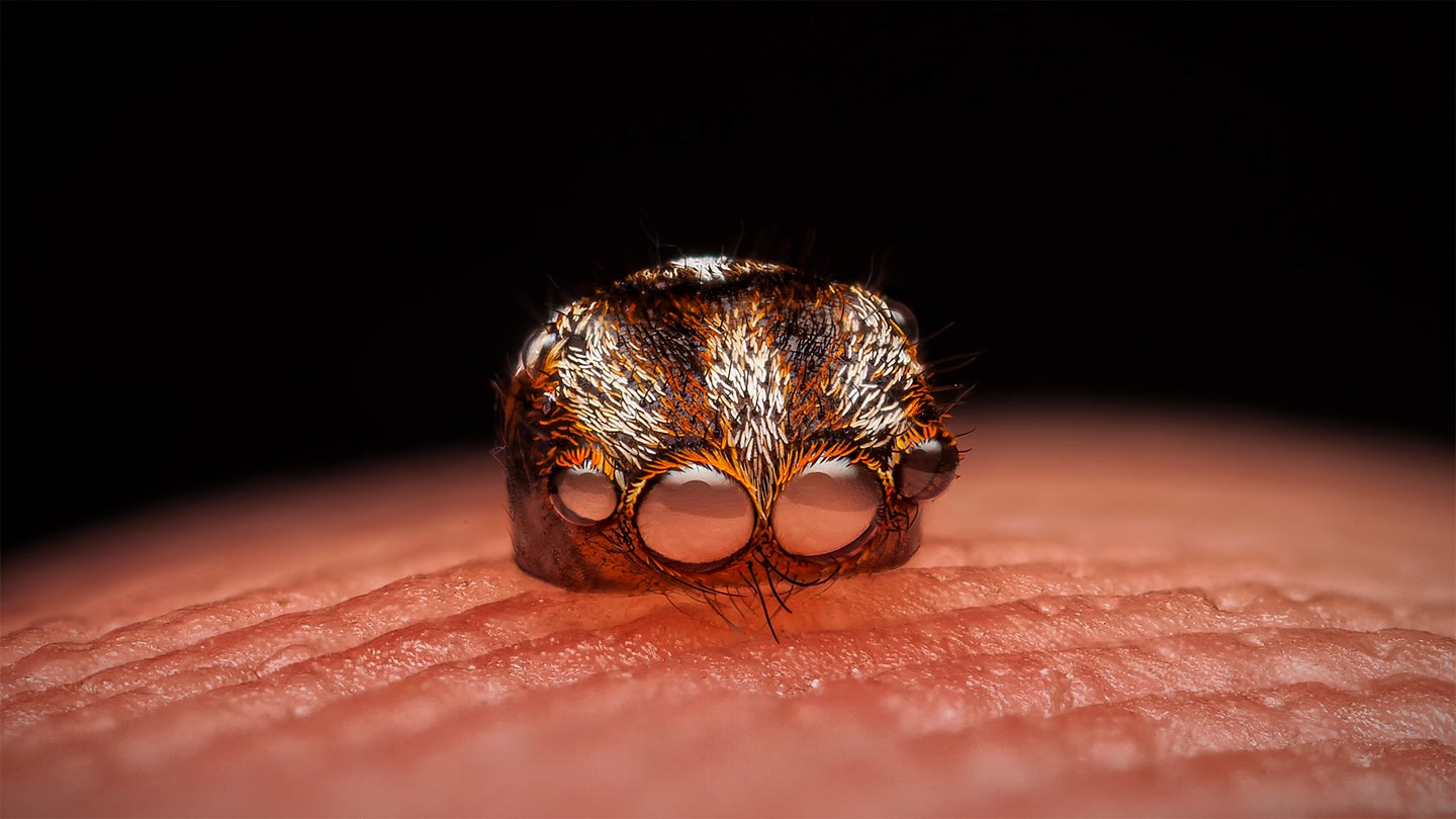 This spider’s exoskeleton looks like a helmet for a very tiny alien