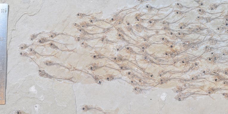 A 50-million-year-old school of fish etched forever in this rare fossil