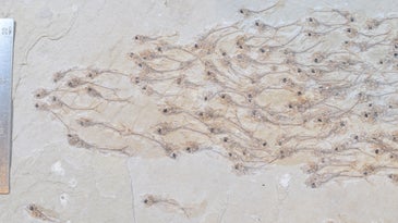 A 50-million-year-old school of fish etched forever in this rare fossil