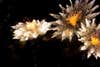 bright defocused fireworks