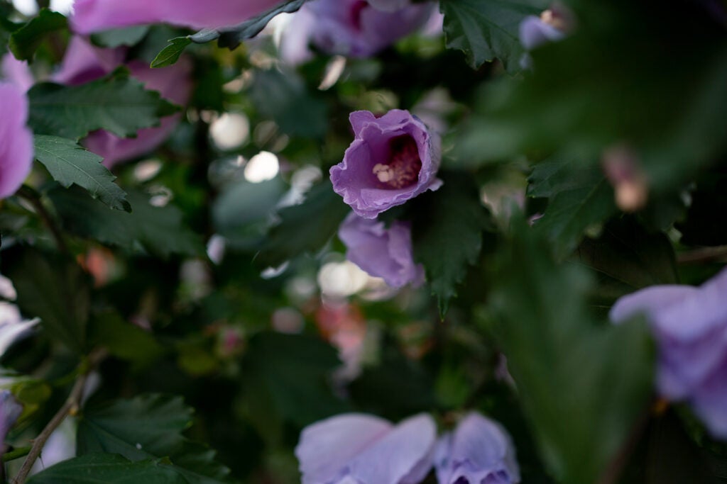 purple flowers