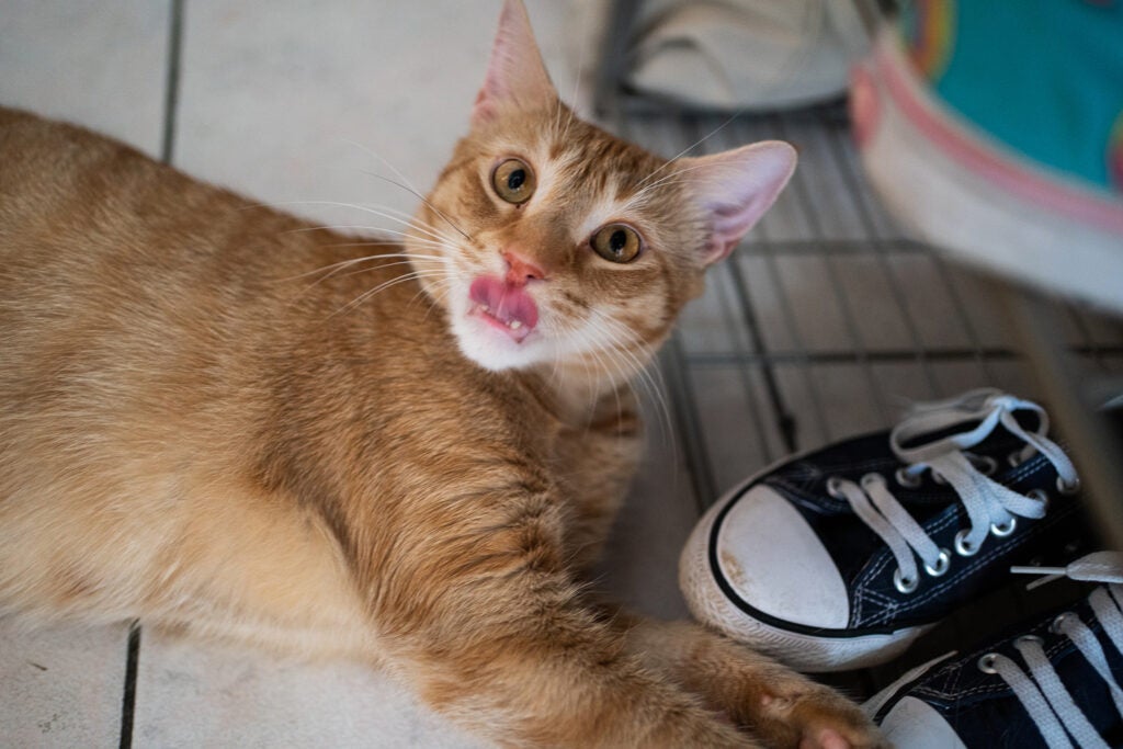 orange tabby cat licking nose