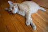 orange cat on wooden floor