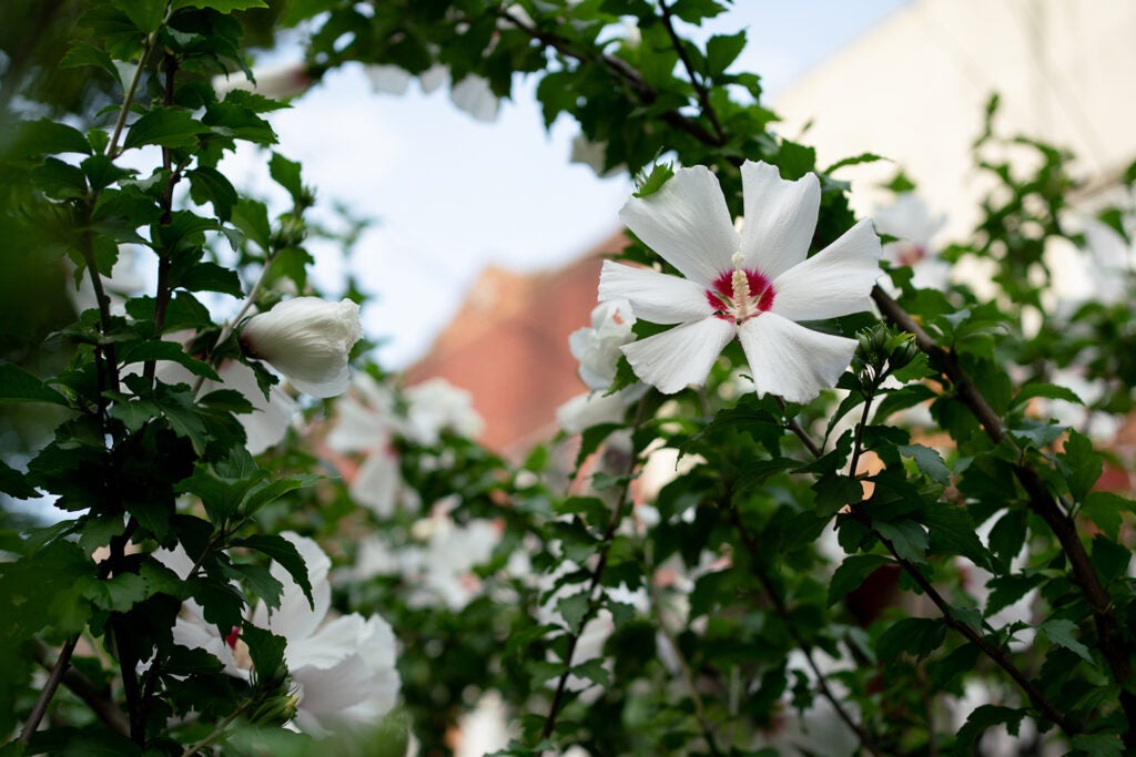 white flowers