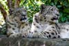 two white leopards