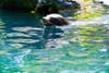 seal peeking out of the water