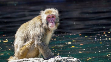 monkey by the water