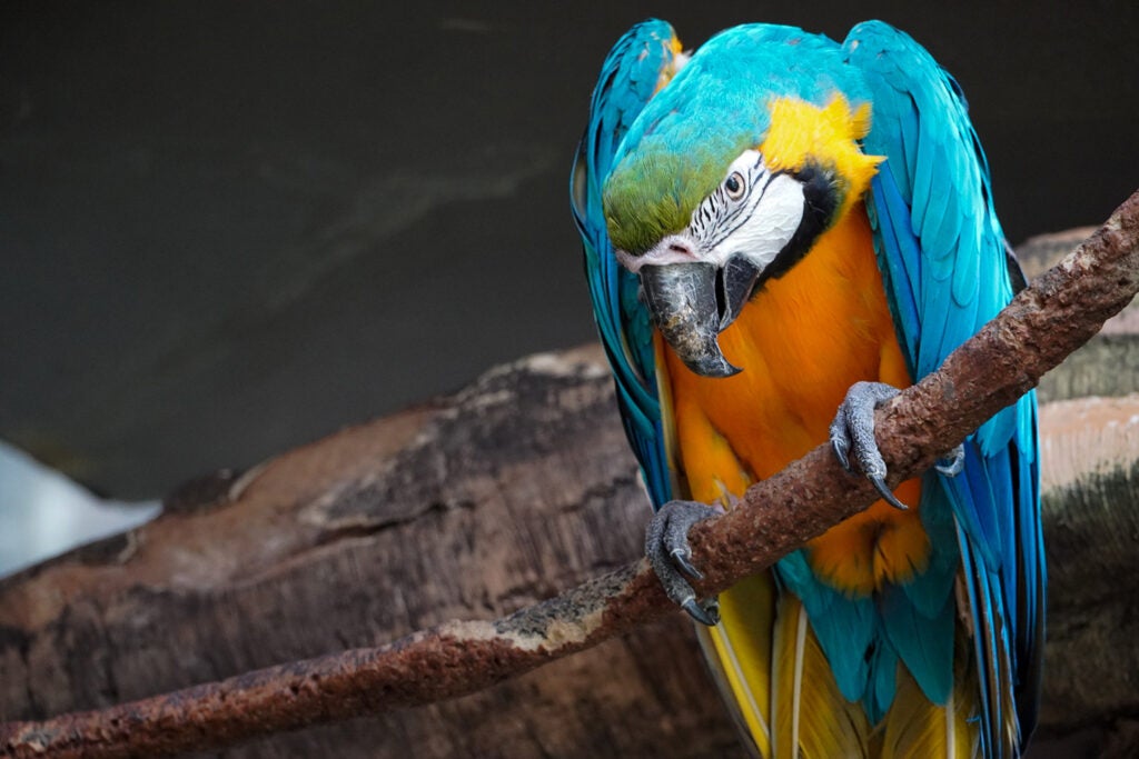 colorful blue and yellow macaw
