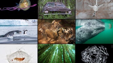 The best wildlife photos of the year remind us that nature is amazing–and brutal