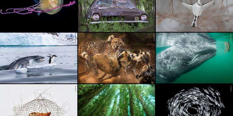 The best wildlife photos of the year remind us that nature is amazing–and brutal The best wildlife photos of the year remind us that nature is amazing–and brutal