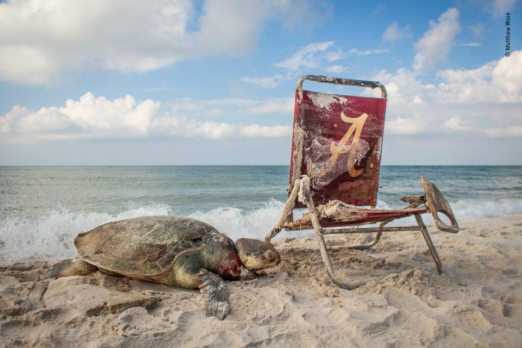 A turtle next to a beach chair tangled in trash