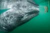 A baby grey whale approaching a human hand in water