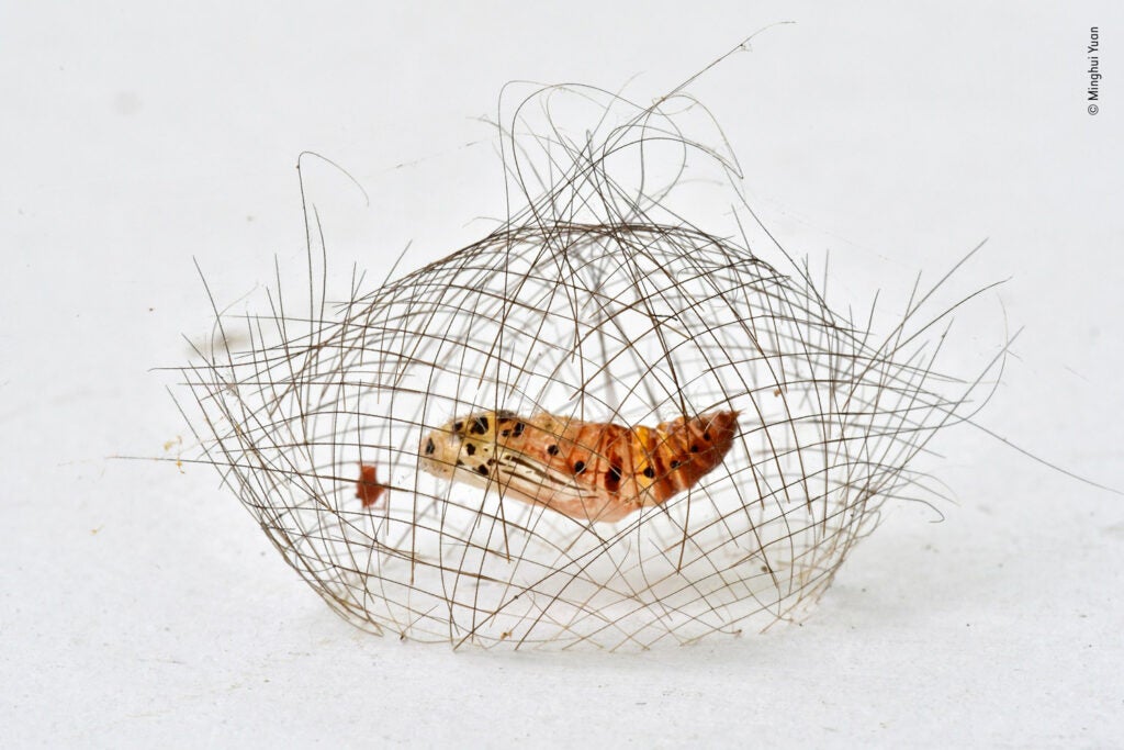 A hair-like net containing a Cyna moth cocoon
