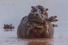 Male hippo attacking baby hippo