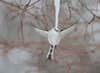 A long-tailed tit sipping water from the tip of icicle