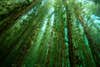 An underwater forest of Eurasian watermilfoil