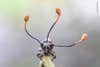 A tentacle-like fungus growing out of a dead weevil