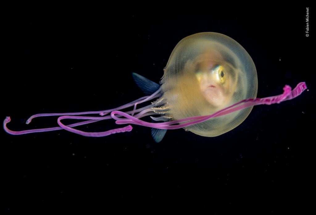 A juvenile jackfish inside a translucent jellyfish