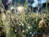 A lens flare on dewy grass