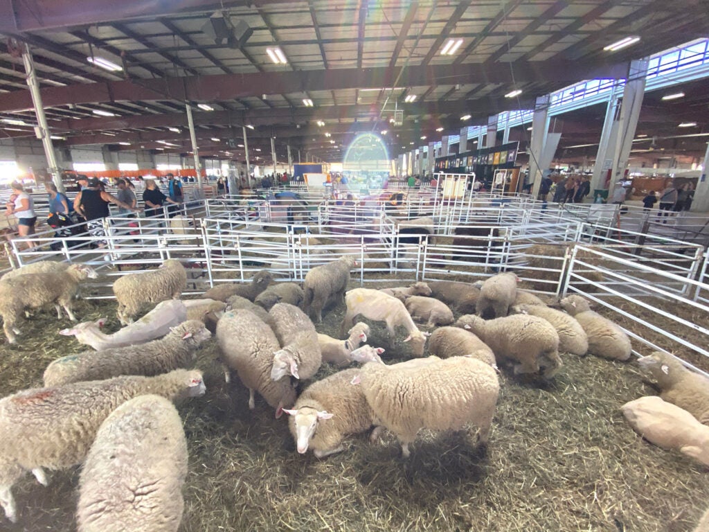 A wide-angle view of a sheep pen