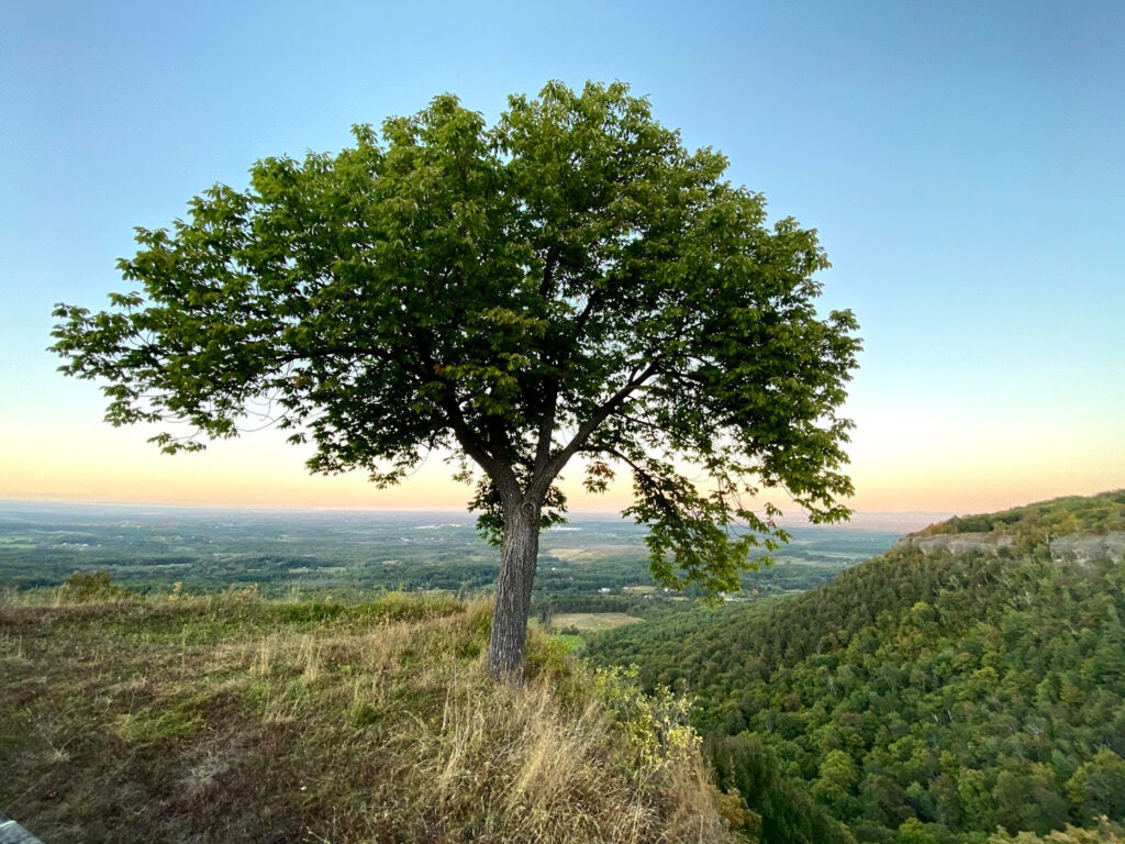 A tree on mountain at Thacher Park