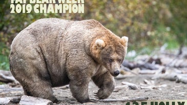 All hail Holly, the queen of Fat Bear Week