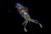 Glowing bigfin reef squid