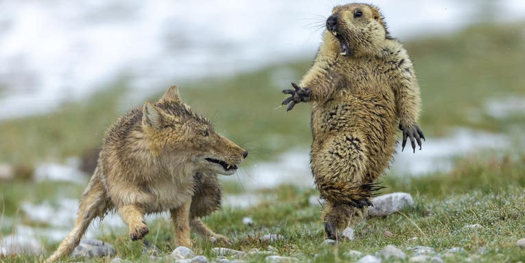 The most astonishing wildlife photos of 2019 range from meme-able to political The most astonishing wildlife photos of 2019 range from meme-able to political
