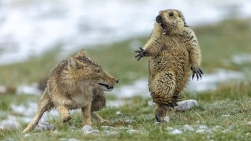 A fox attacking a marmot