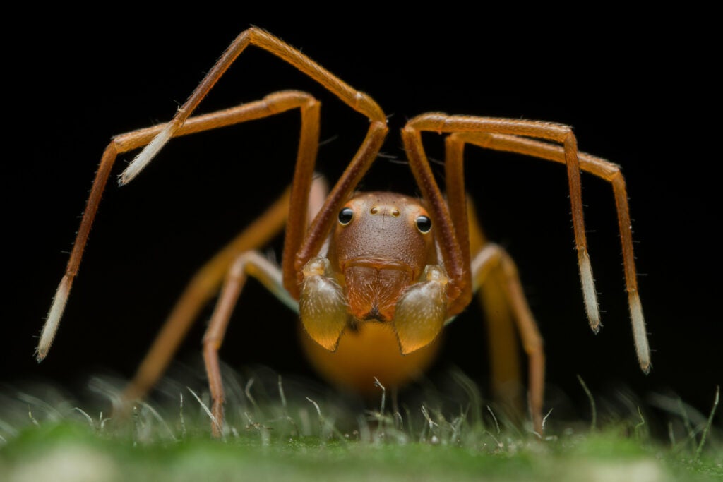 Close up of a crab spider