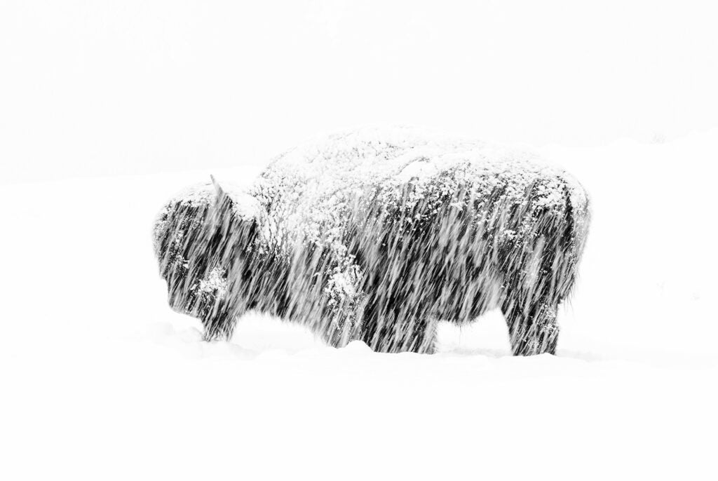 An American bison weathering a snow storm