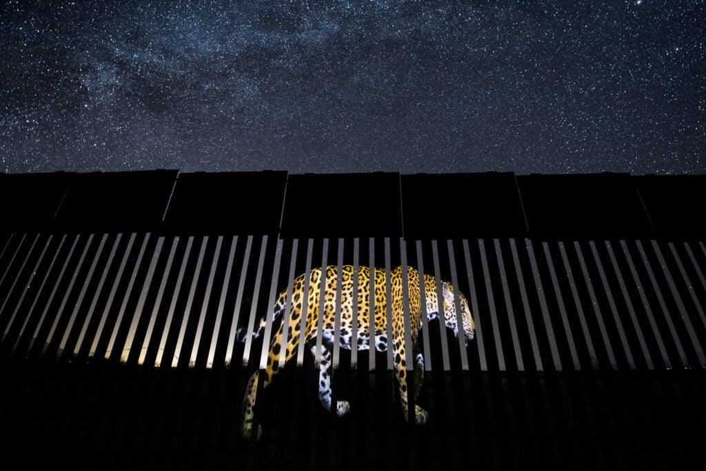 Jaguar image projected on the US-Mexico border wall