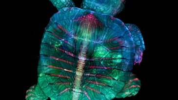 This fluorescent turtle embryo is just one of the year’s most captivating photos of tiny stuff