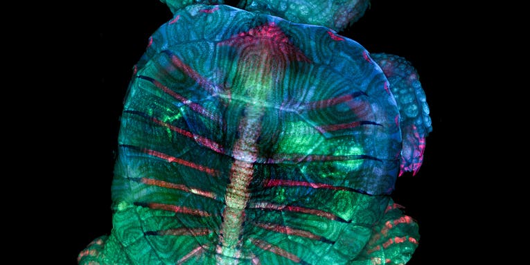 This fluorescent turtle embryo is just one of the year’s most captivating photos of tiny stuff This fluorescent turtle embryo is just one of the year’s most captivating photos of tiny stuff
